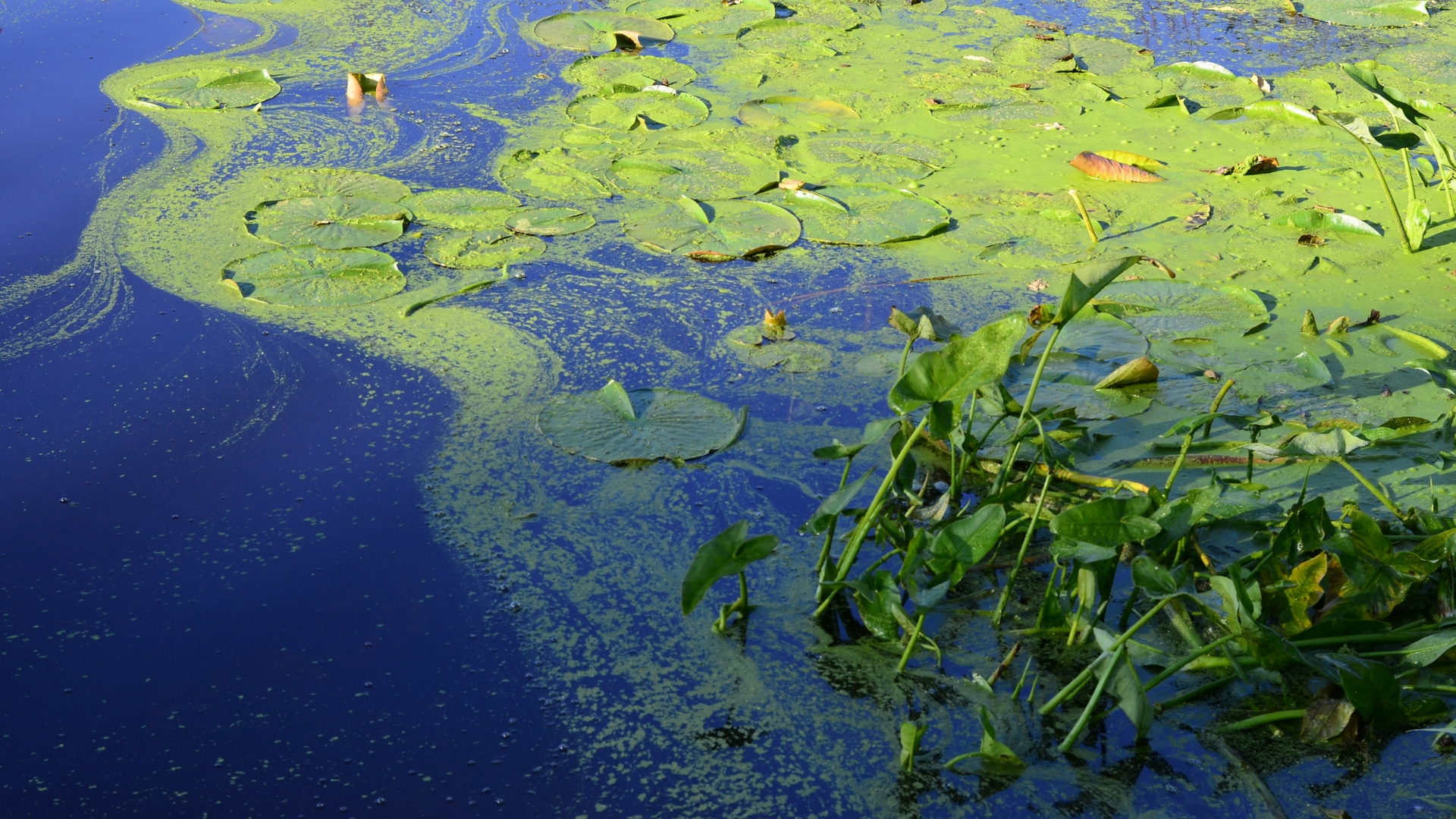Toxic algal blooms could be food for useful microalgae, shows study.